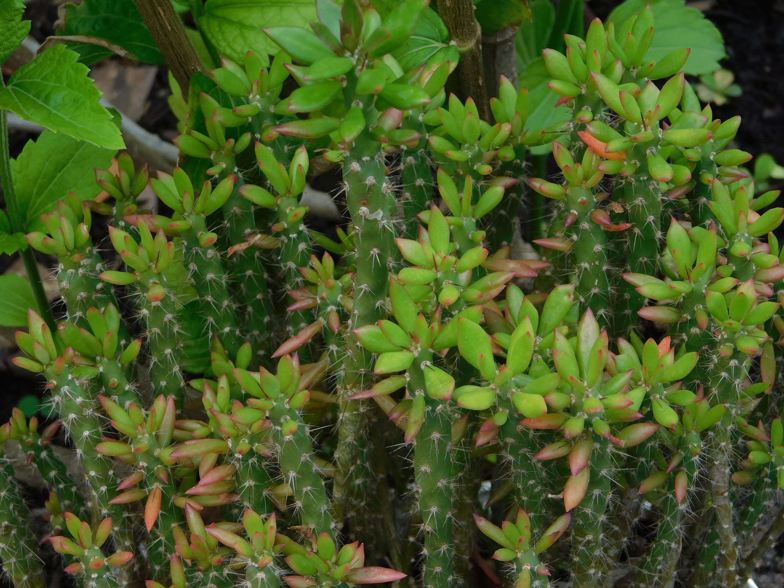 Buy Pereskiopsis spathulata Grafting Stock Cactus Leaf Cuttings